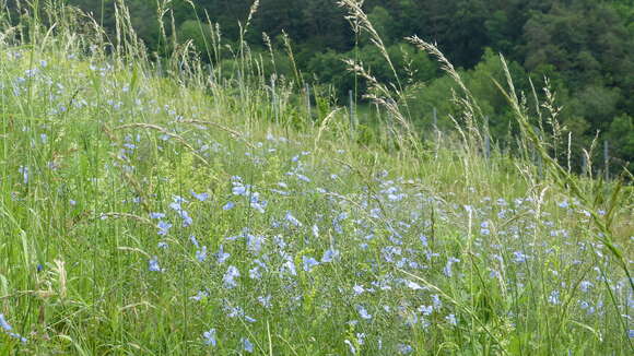 Image of Blue flax