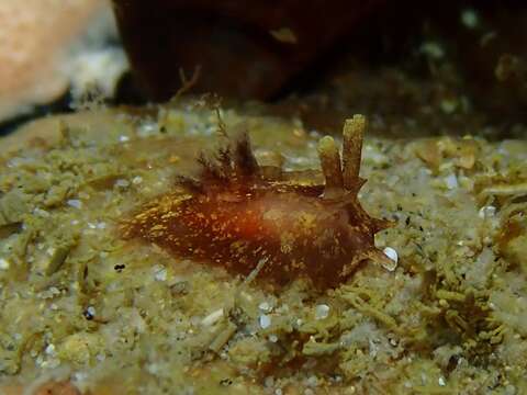 Image of Goniodoris meracula Burn 1958