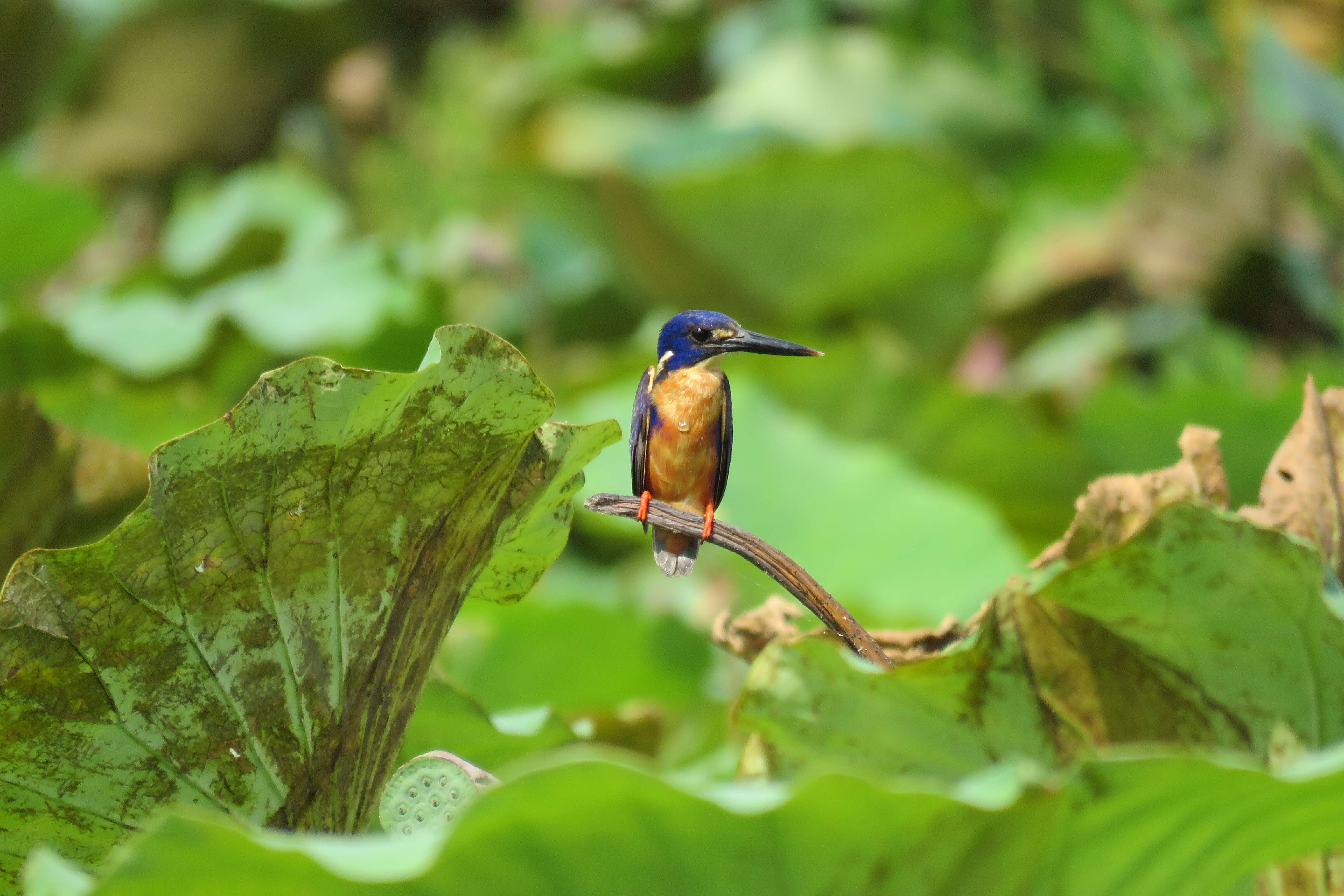 Ceyx azureus (Latham 1801)的圖片