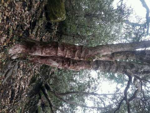 Image of Tree Rhododendron