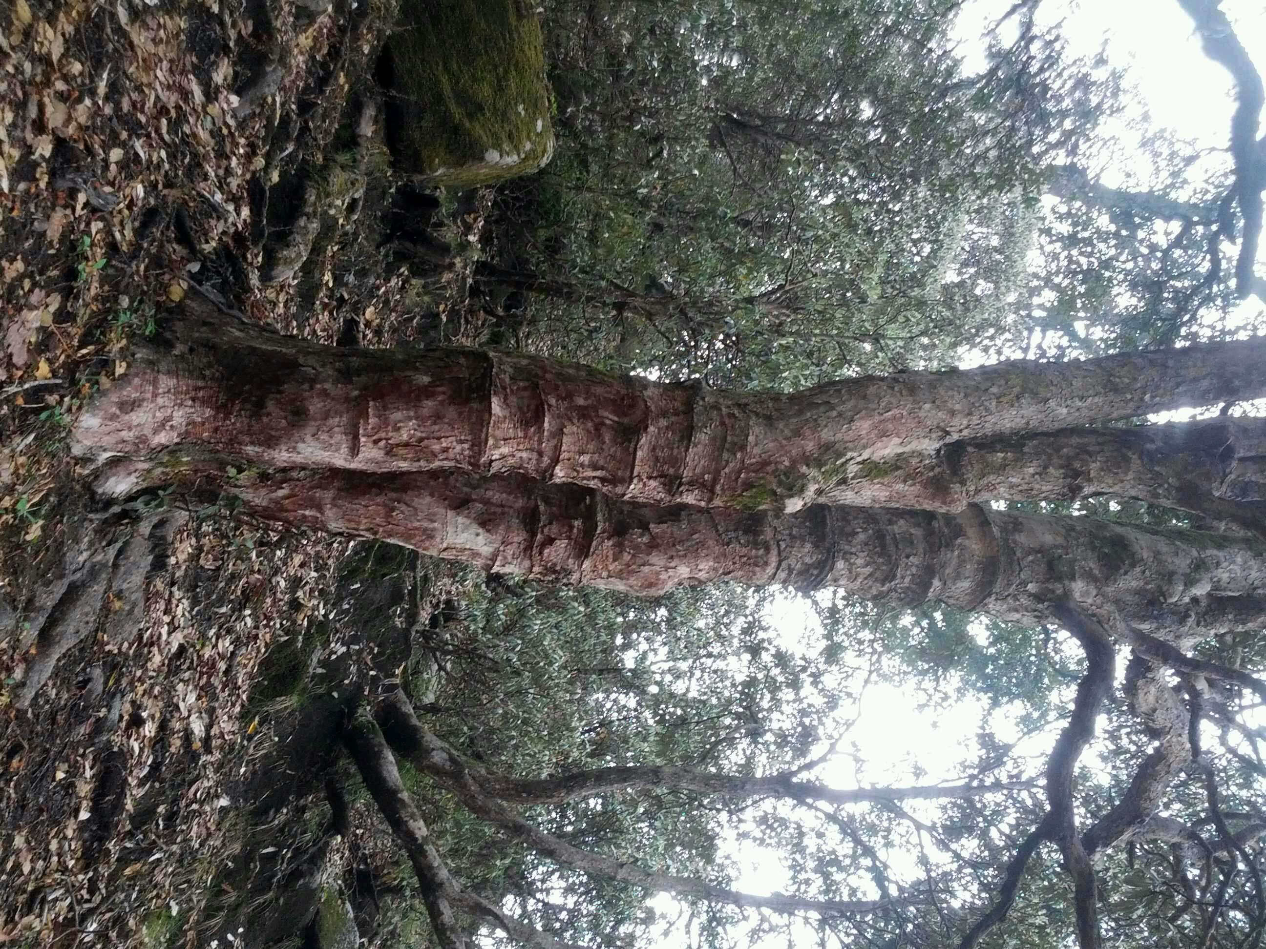 Image of Tree Rhododendron