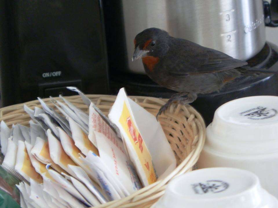 Image of Antillean bullfinches