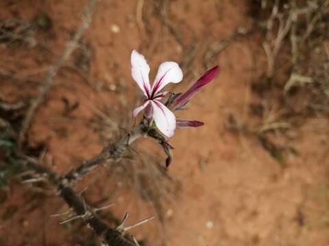 Image of Pachypodium succulentum (L. fil.) Sweet