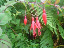 Fuchsia magellanica Lam. resmi