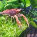 Image of Miami Cave Crayfish