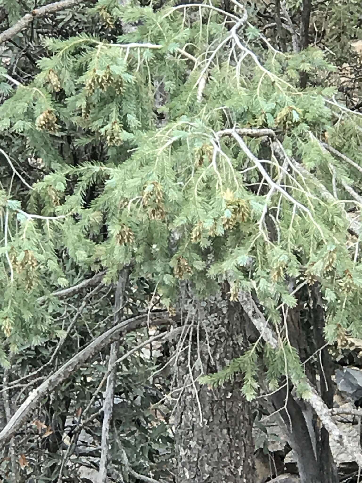 Image of Mexican Douglas-fir