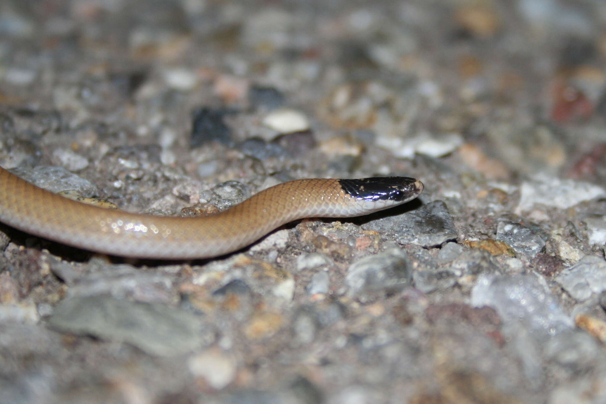 Image of Plains Blackhead Snake