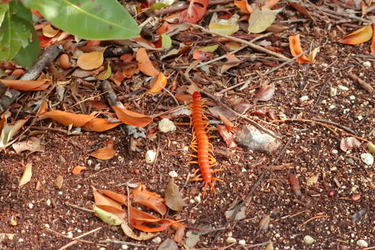 Image of Florida Keys Centipede