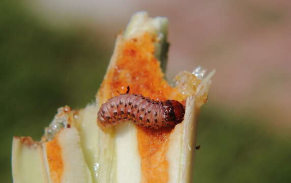 Image of Mahogany Shoot-borer