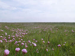 Image of thrift seapink