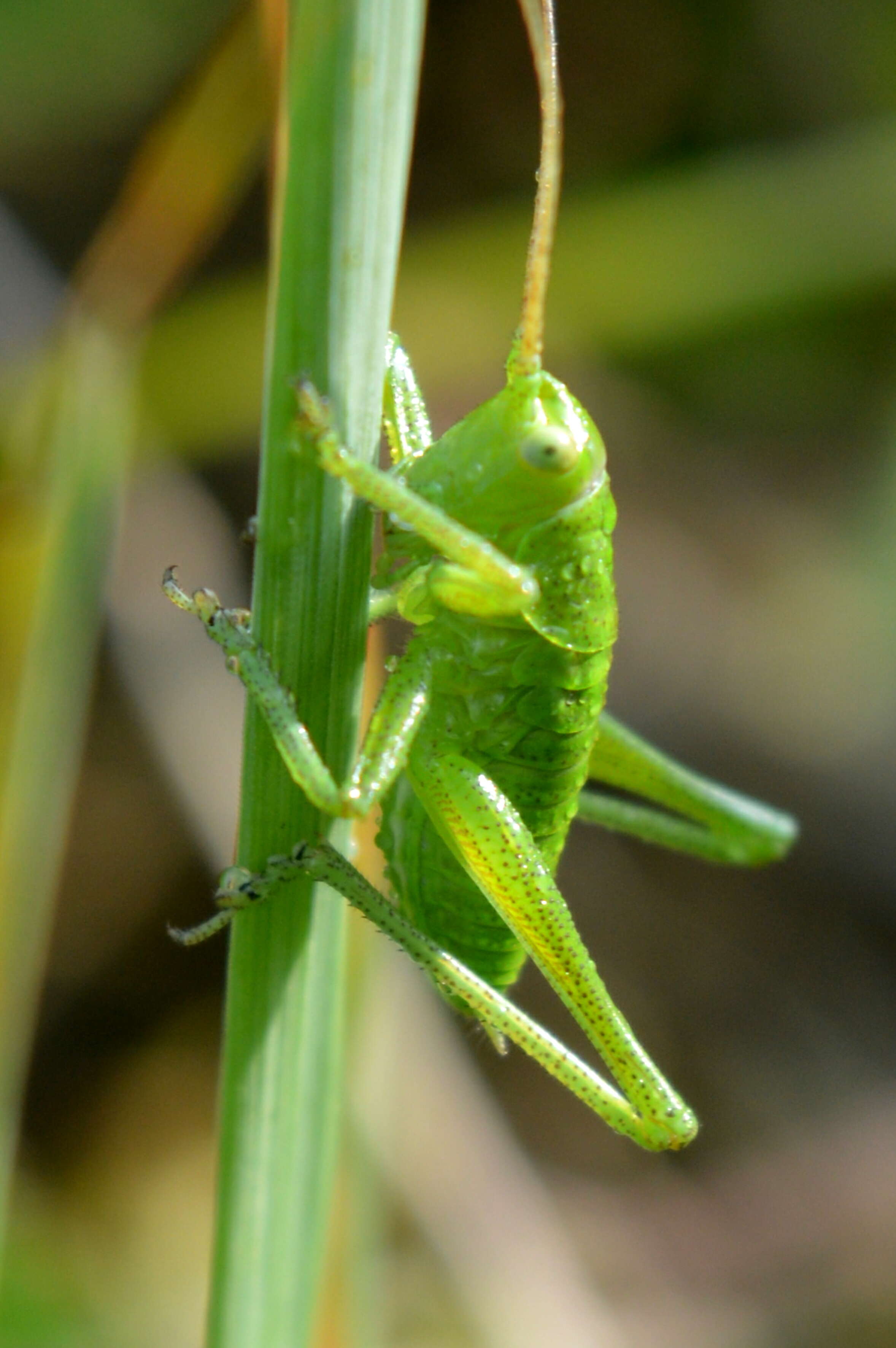 Image of speckled bush-cricket