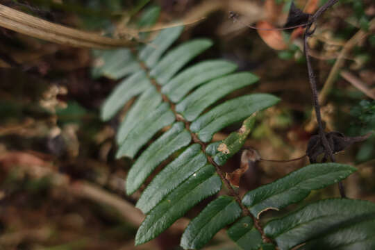 Image of Pellaea falcata (R. Br.) Fée