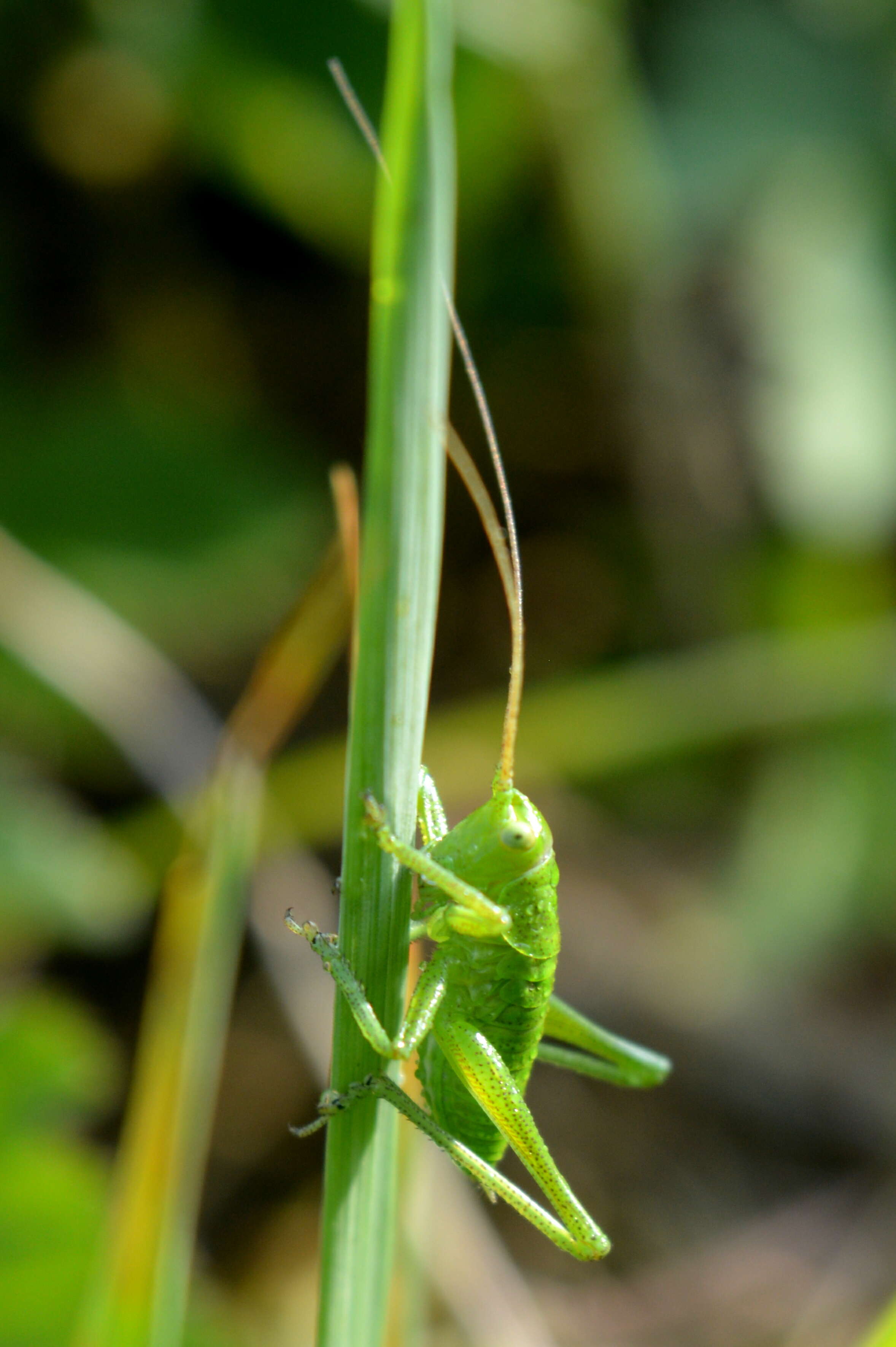 Image of speckled bush-cricket