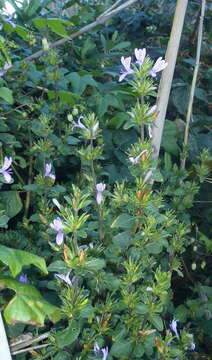 Image of Hypoestes aristata var. aristata