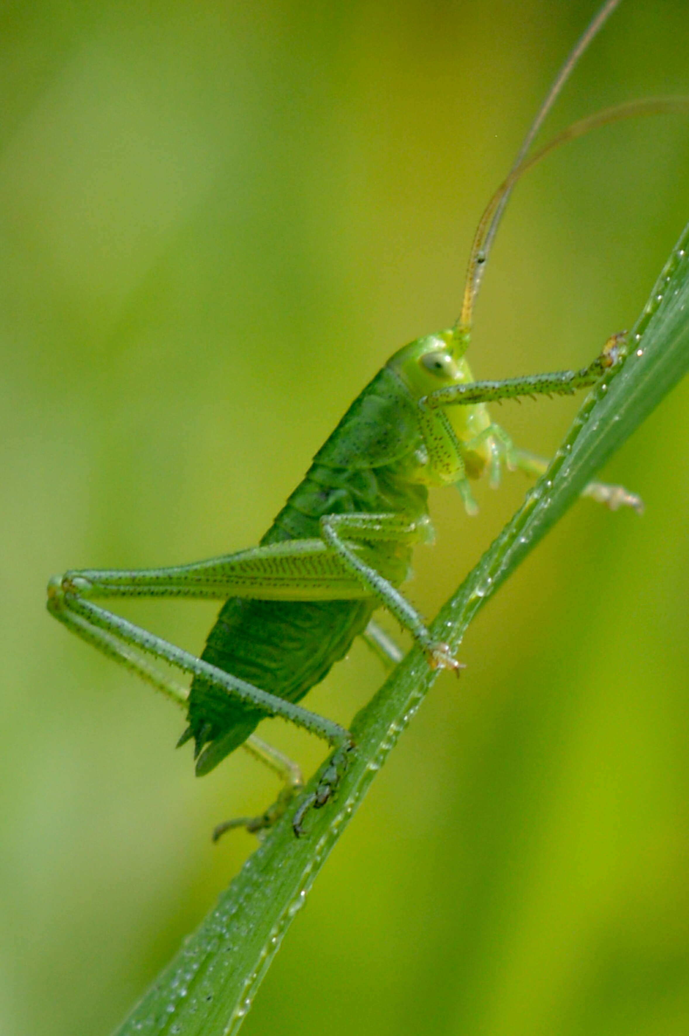 Image of speckled bush-cricket