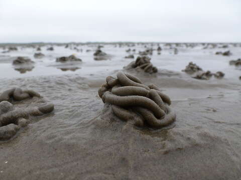 Image of lugworm