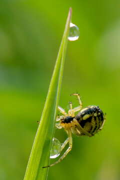 Image of Mangora acalypha (Walckenaer 1802)