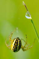 Image of Mangora acalypha (Walckenaer 1802)