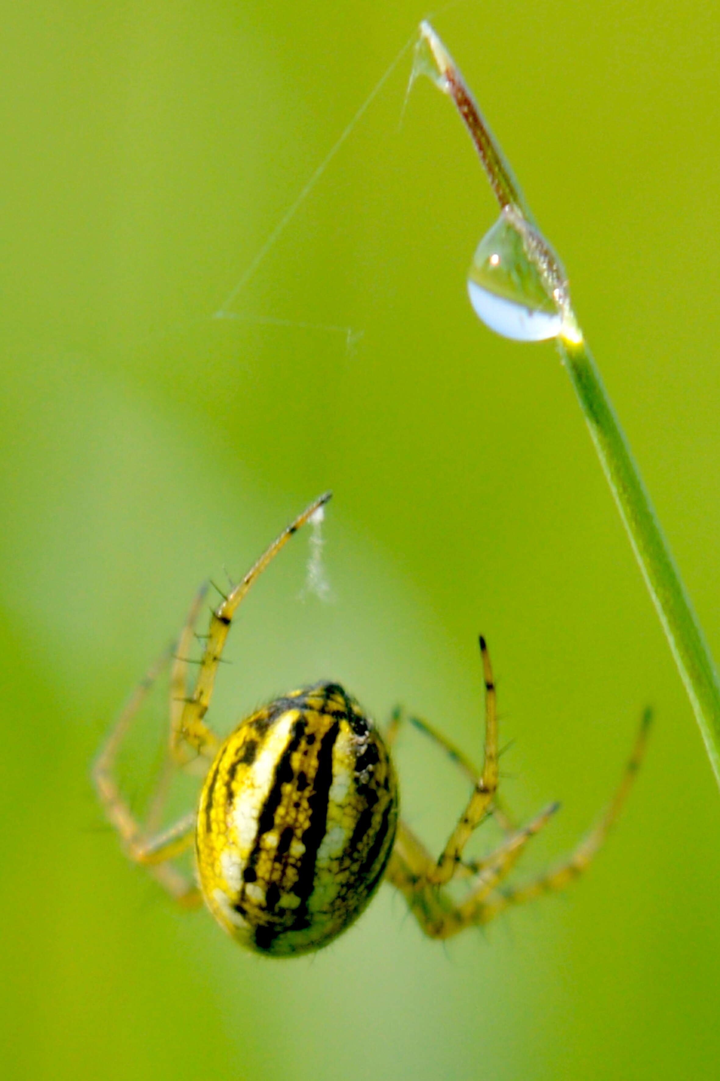 Image of Mangora acalypha (Walckenaer 1802)