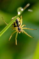 Image of Mangora acalypha (Walckenaer 1802)