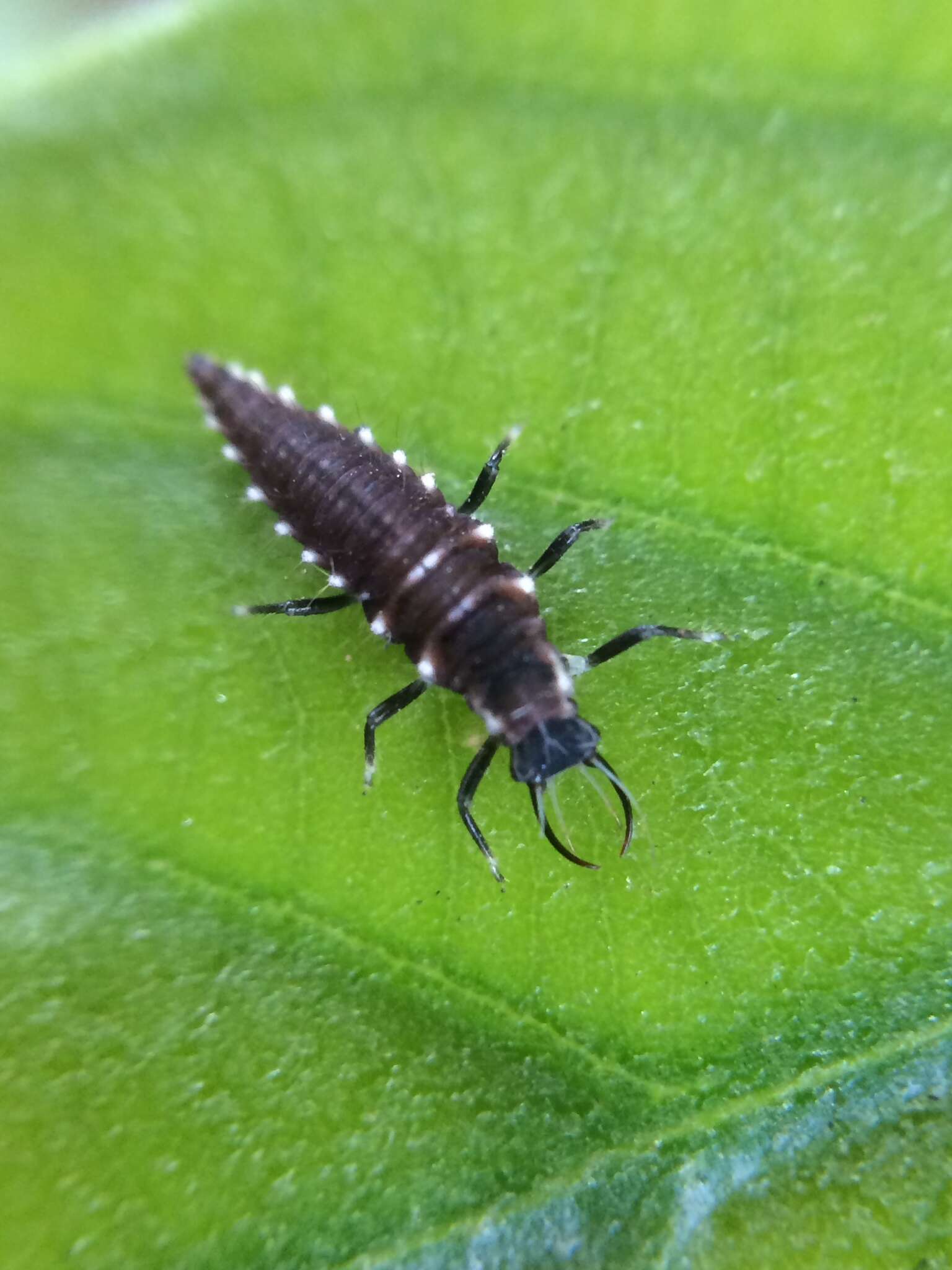 Sivun Chrysoperla suzukii (Okamoto 1919) kuva