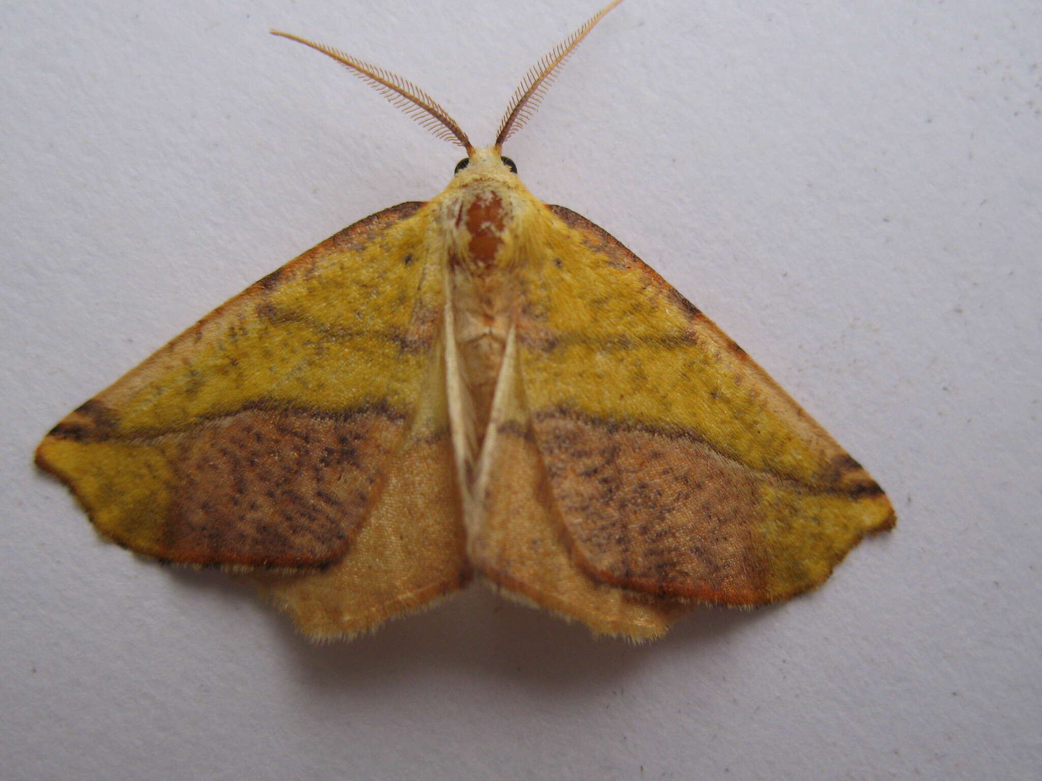 Image of Pink-bordered Yellow, Two-pronged Looper