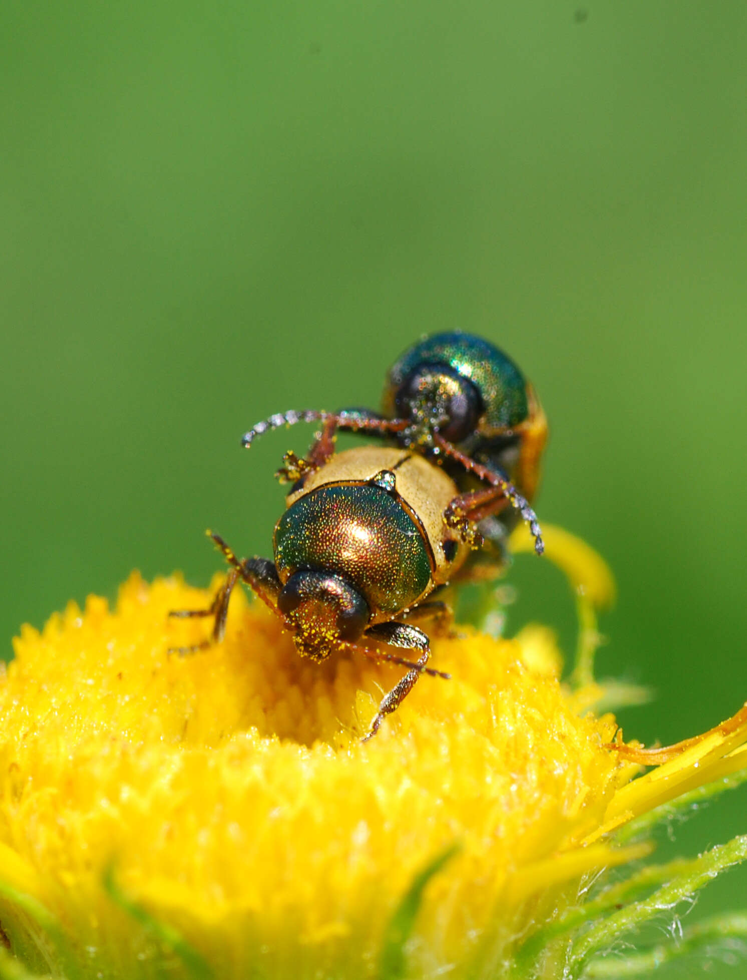 Image of <i>Cryptocephalus laetus</i>