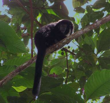 Image of Black Titi