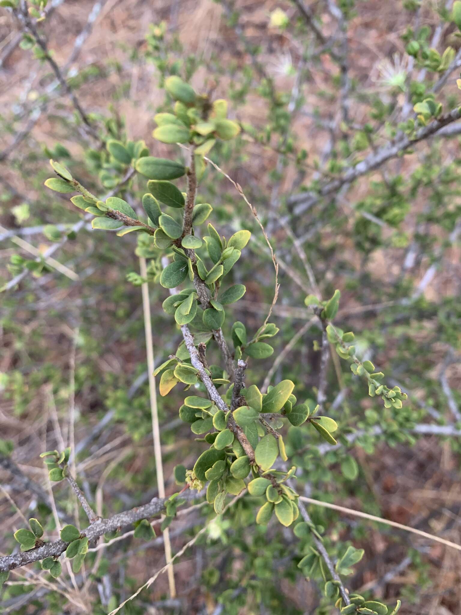 Image of Dwarf bush-cherry