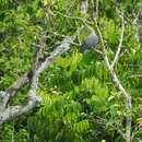 Image of Grey Imperial Pigeon