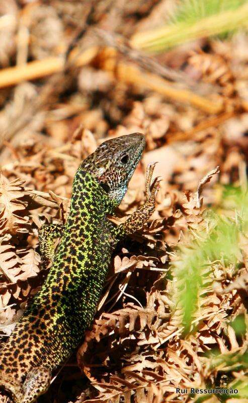 Image of Iberian Emerald Lizard