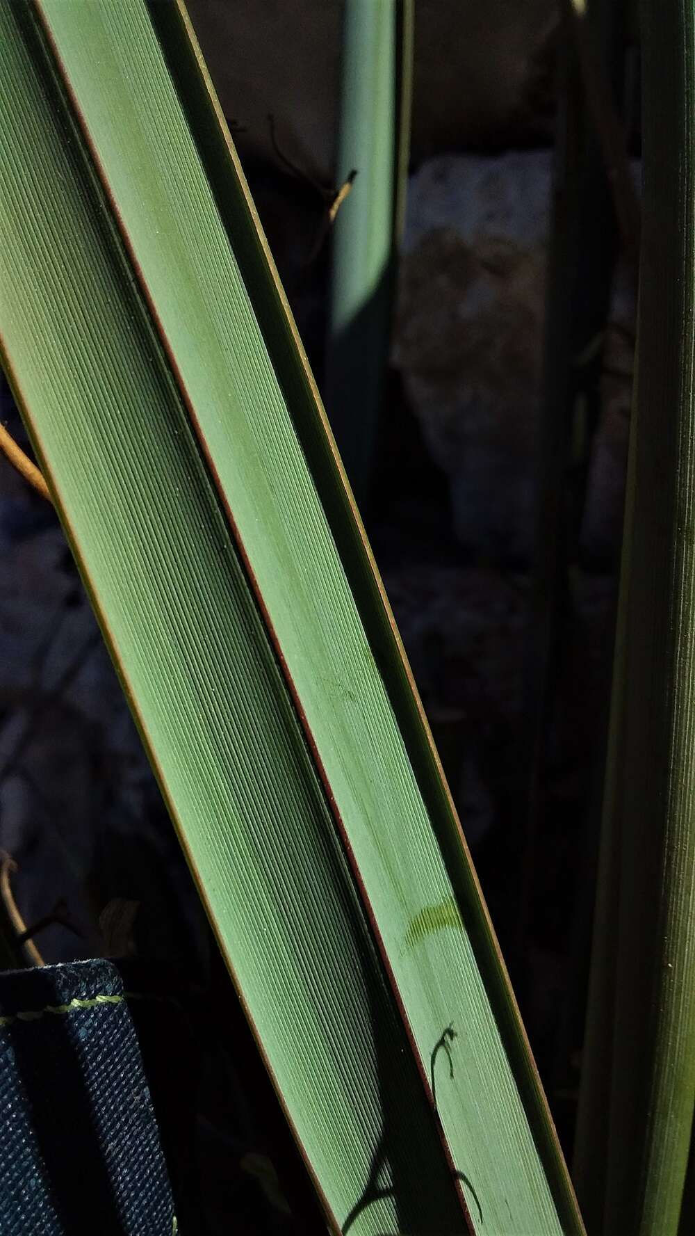 Image of Dianella revoluta var. divaricata (R. Br.) R. J. F. Hend.