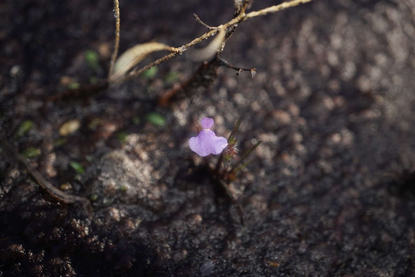 Image of Utricularia simplex R. Br.