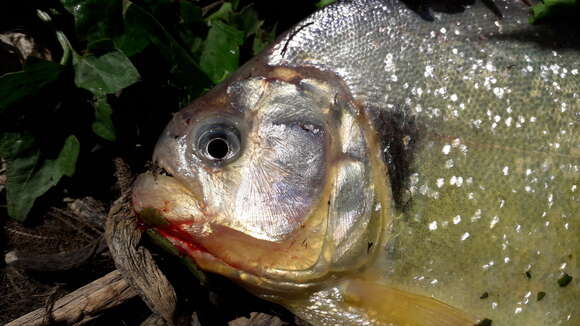 Image of Red-bellied piranha