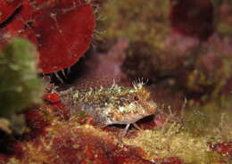 Image of Mystery blenny