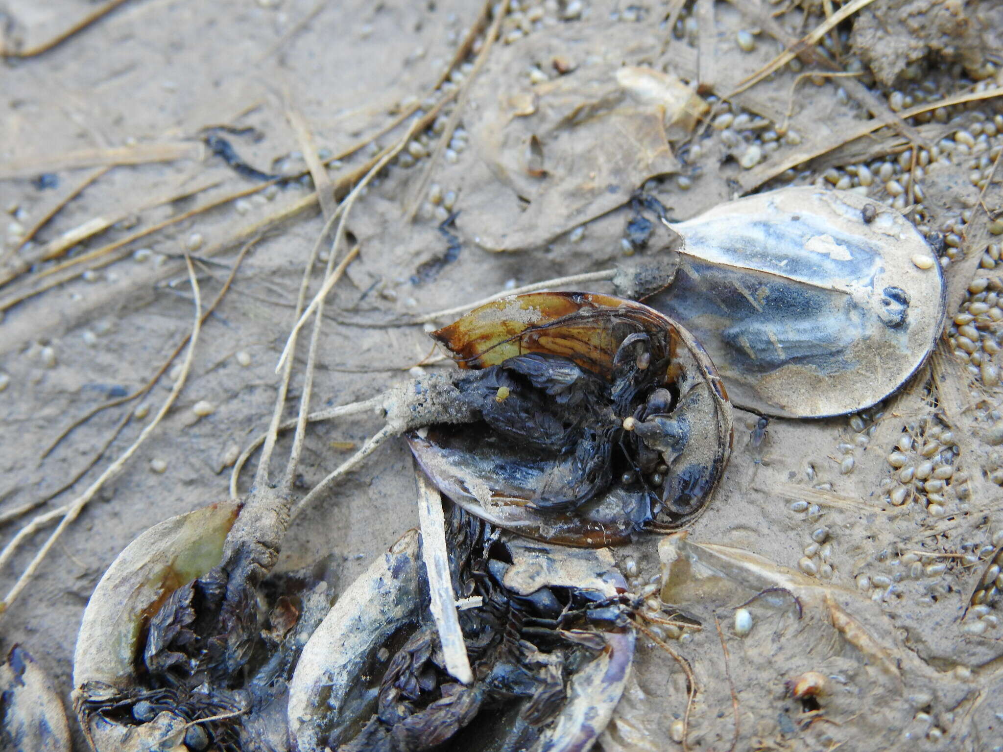 Sivun Triops vicentinus Korn, Machado, Cristo & Cancela da Fonseca 2010 kuva