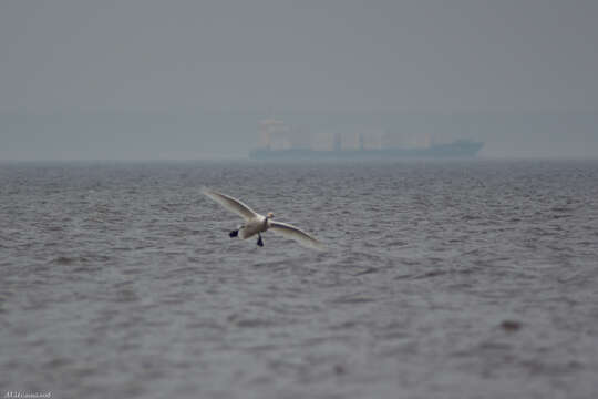 Image de Cygne de Bewick