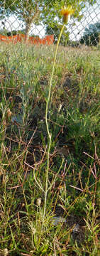 Image of Hopi tea greenthread