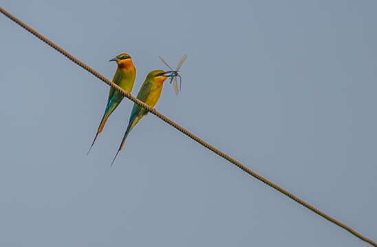 Image of Blue-tailed Bee-eater