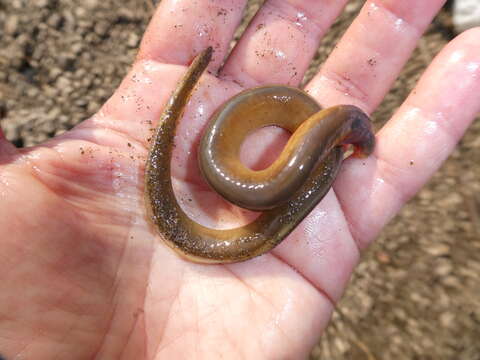 Image of Siberian brook lamprey