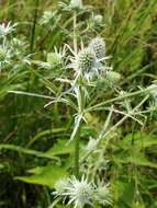 Image de Eryngium aquaticum L.