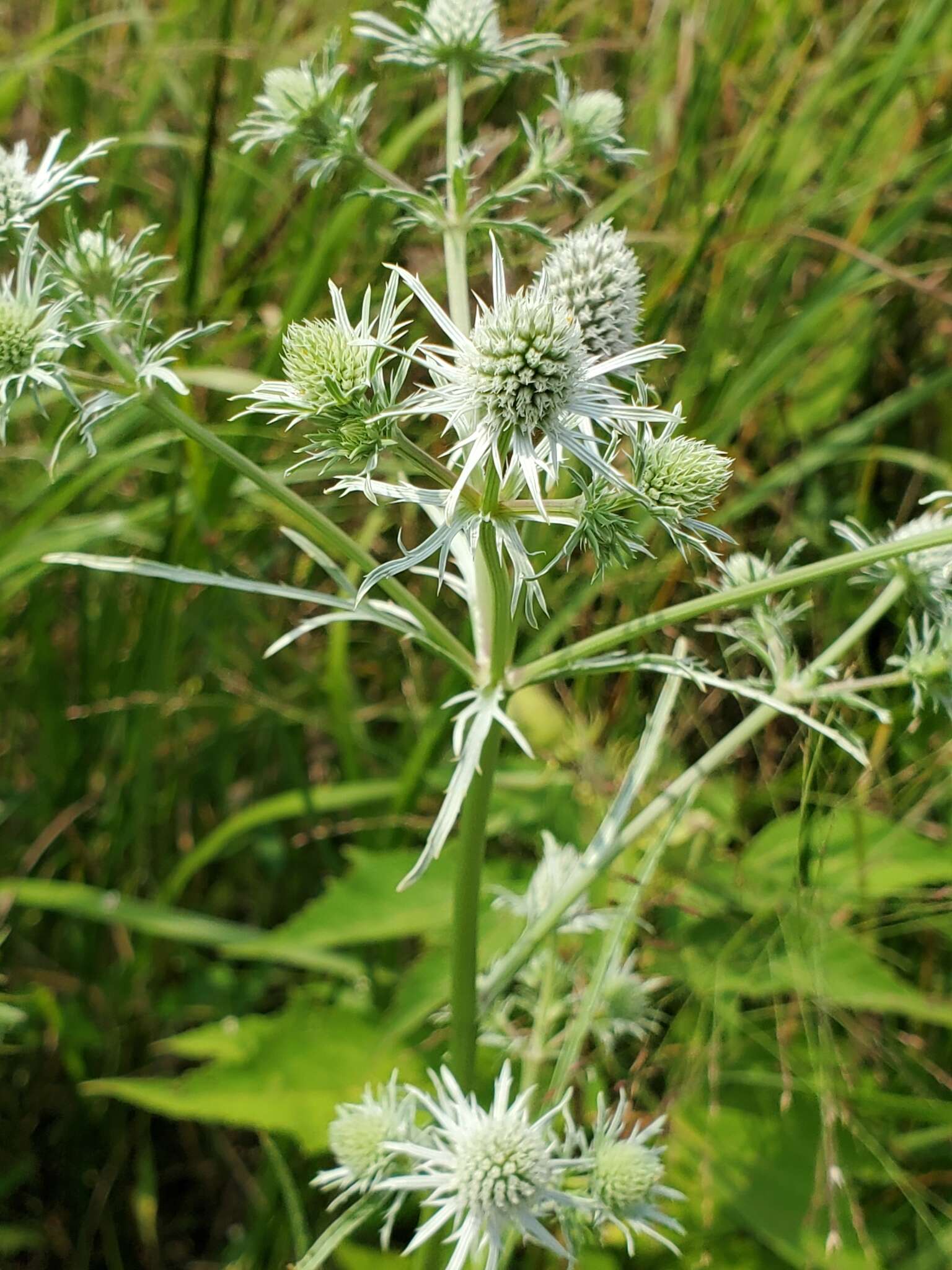 Image de Eryngium aquaticum L.