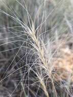 Imagem de Elymus elymoides subsp. elymoides