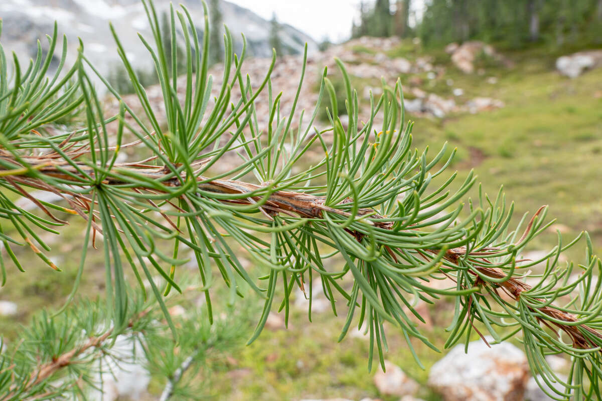 Image of Alpine Larch