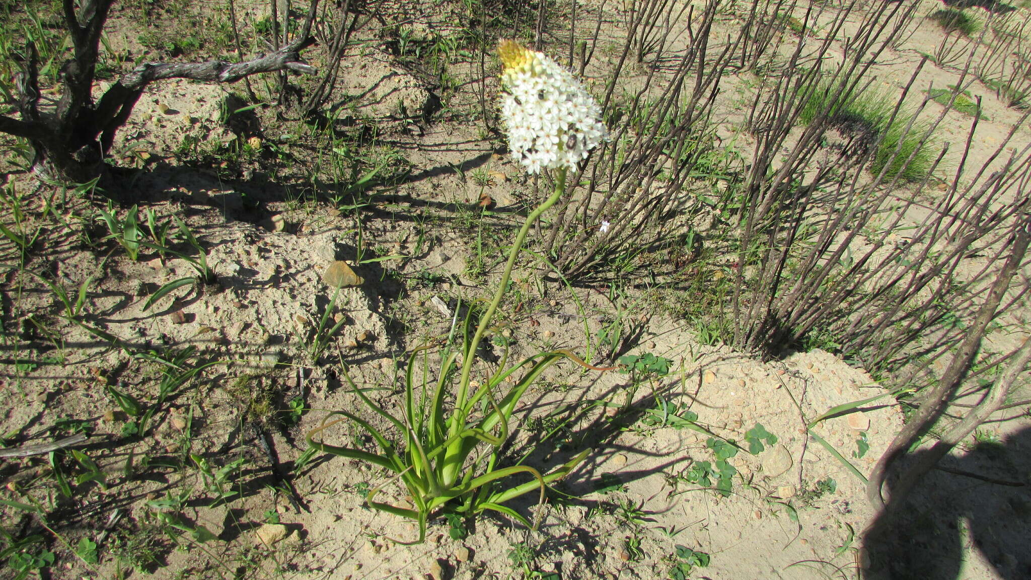 Image of Bulbinella nutans (Thunb.) T. Durand & Schinz