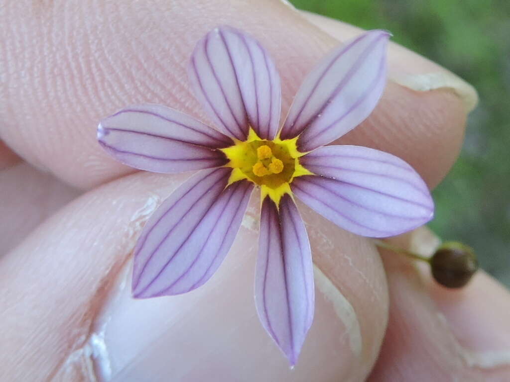 Image of annual blue-eyed grass