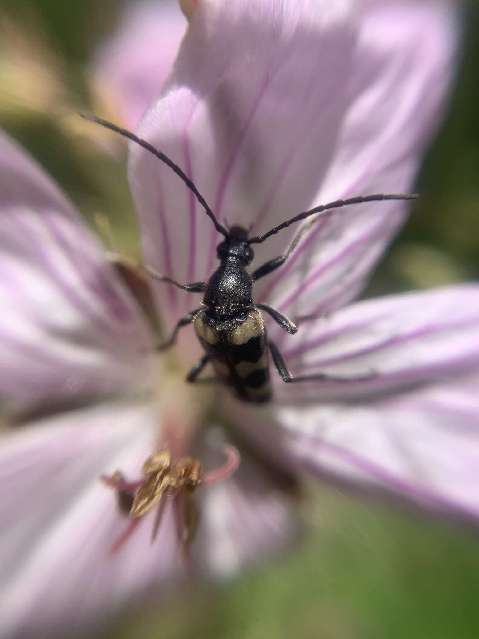 Image of Judolia instabilis (Haldeman 1847)