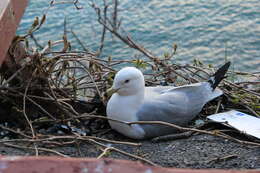 Image of Ring-billed Gull