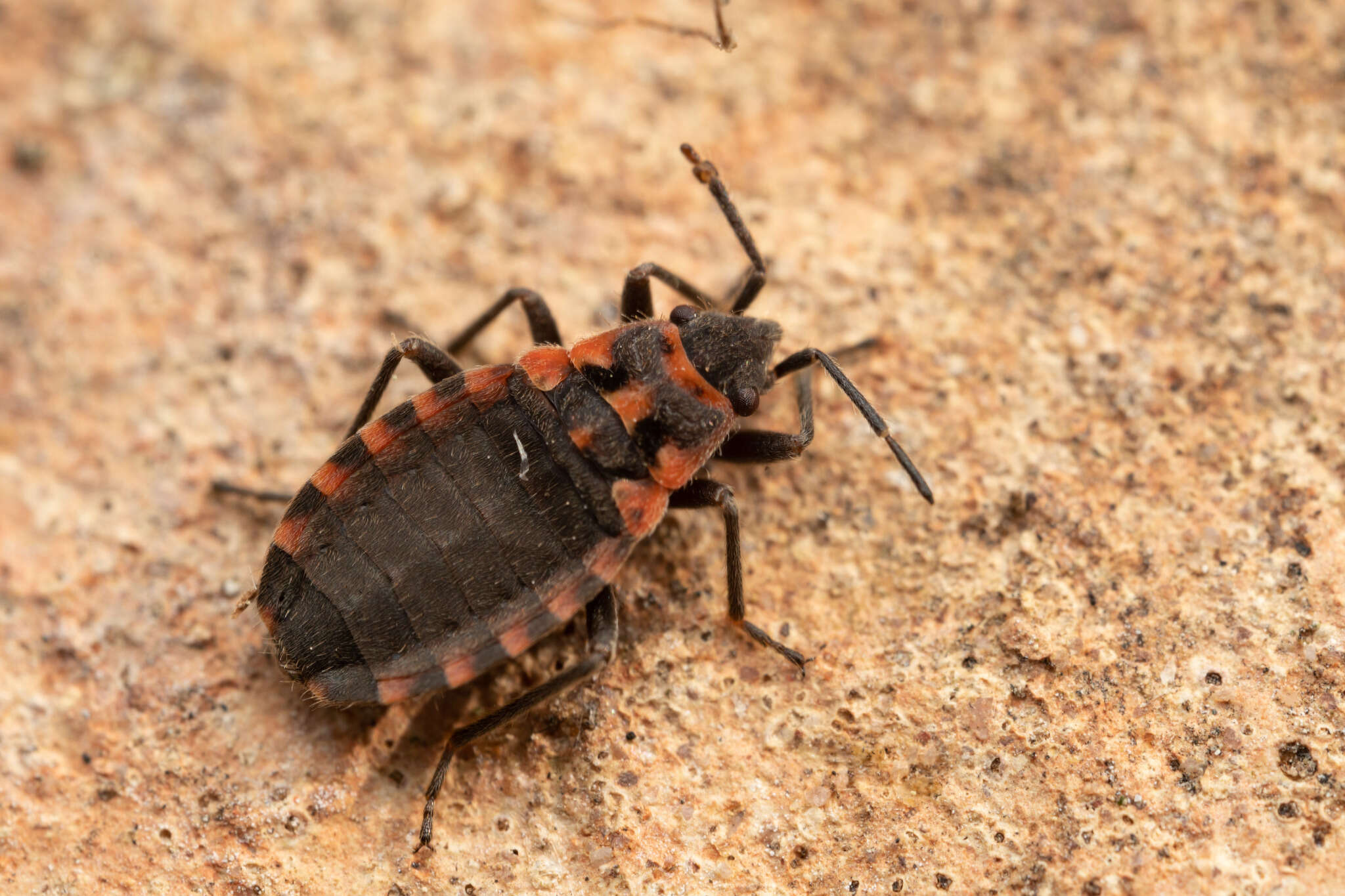 Image of Apterola (Apterola) kuenckeli Mulsant, E. & C. Rey 1866