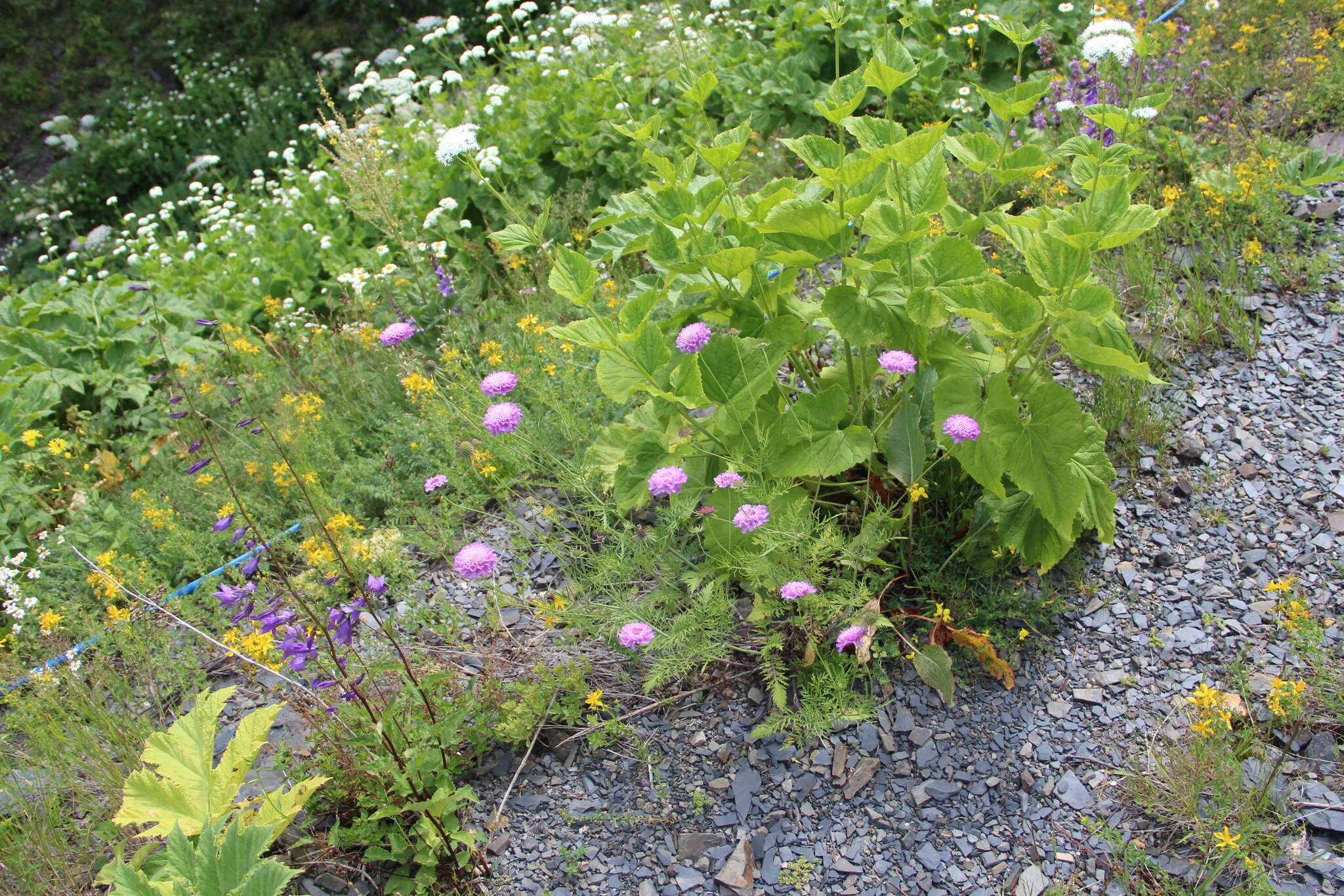 Слика од Scabiosa owerinii Boiss.